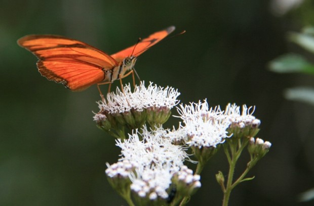 Schmetterling