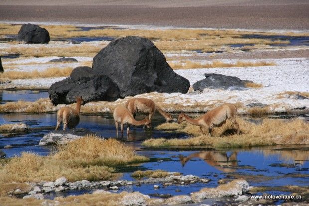 Vicunas
