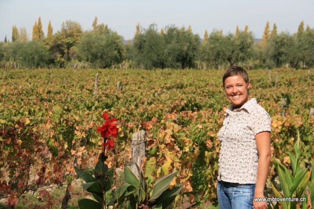 Weinberge in Mendoza