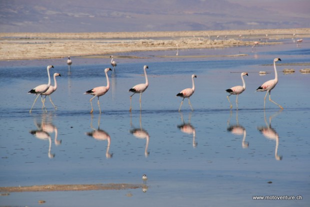 Flamingos