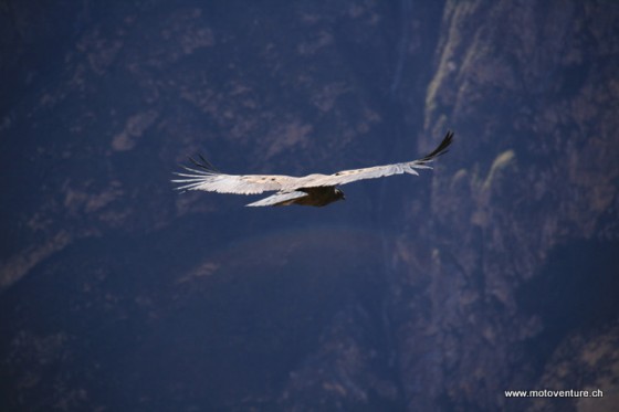 el condor