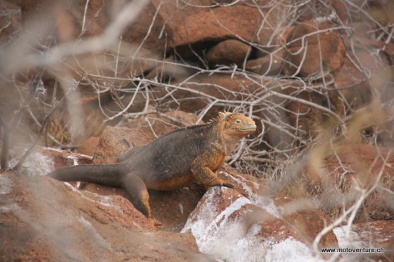 Land-Leguan