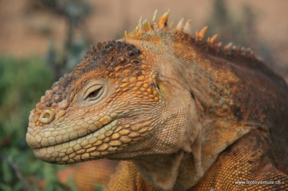 Landleguan