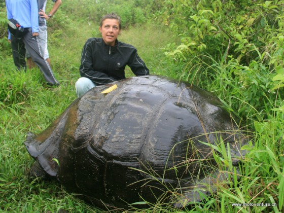 Landschildkroete