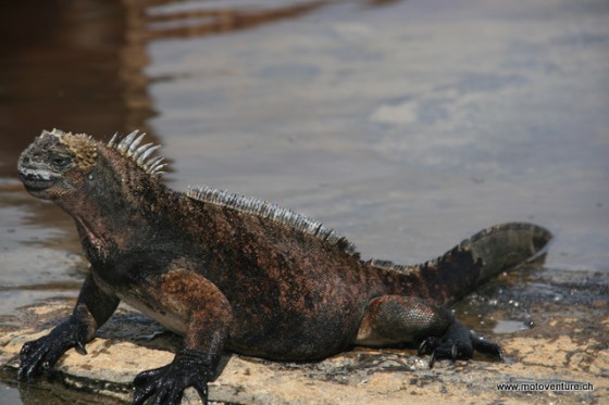 Marin-Leguan