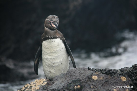 Pinguin