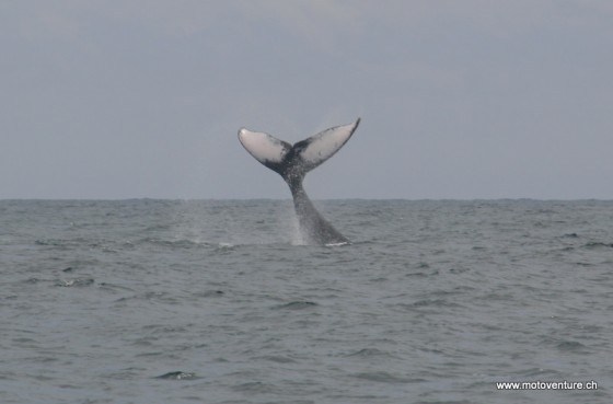 Whalewatching