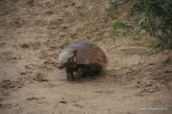 armadillo