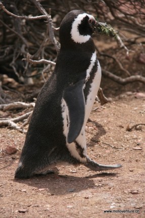 Magellanpinguin