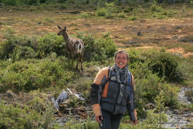 Huemul